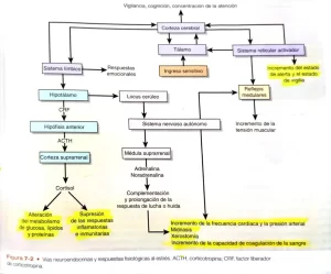 Repercusiones del estrés en la salud