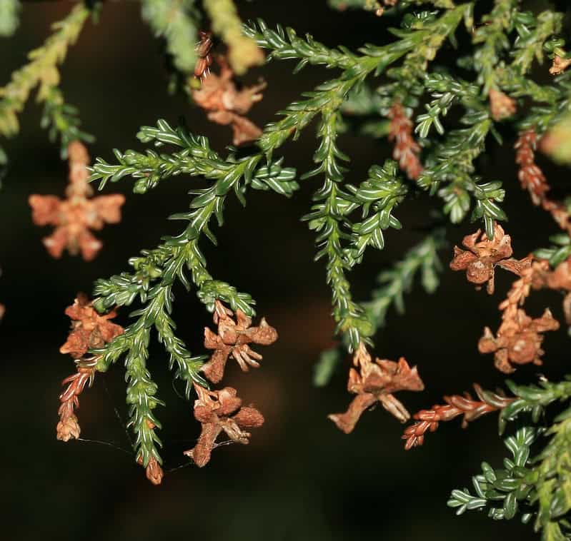 Hojas de Alerce (Fitzroya Cupressoides), foto de S. Rae